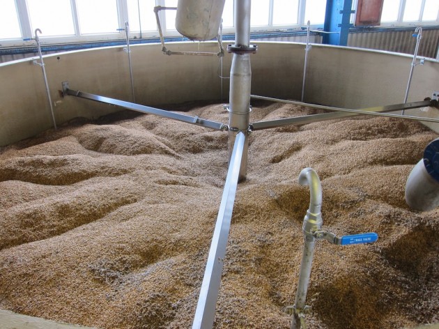 Barley in Malting Process