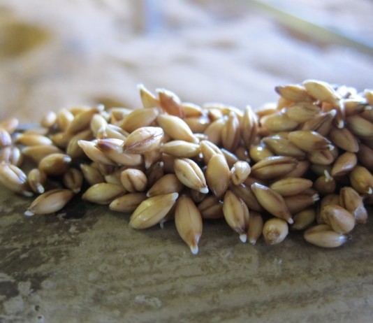 Malting Barley