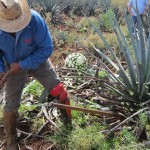Harvesting Agave