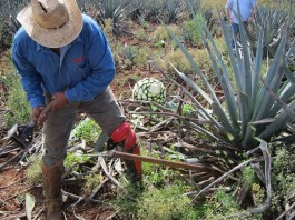 Harvesting Agave